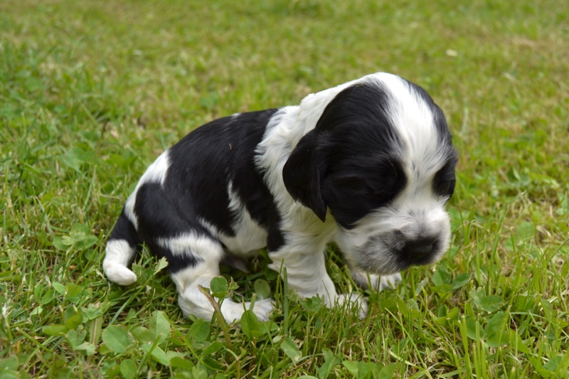 4e - pejsek hnědá.JPG